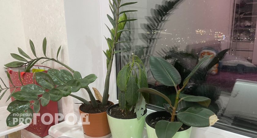 Домашние убийцы: эти растения лучше выбросить, пока не отравили ядом