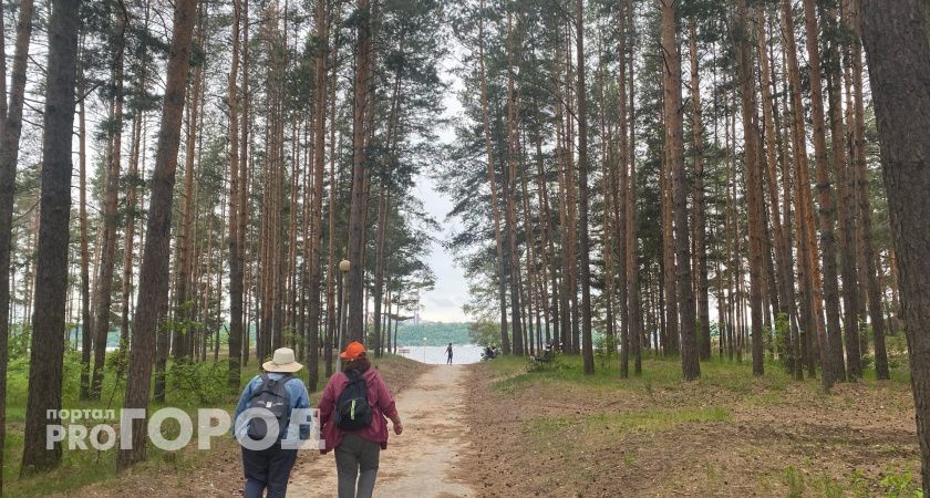 Грибной календарь: где и когда искать грибы в этом году