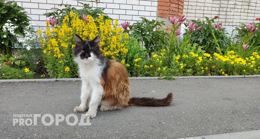 Кошек и собак бесплатно привьют от бешенства в Йошкар-Оле