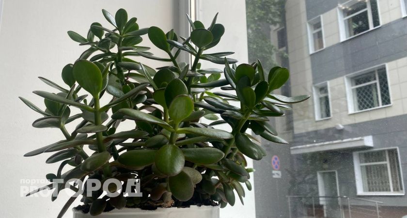 Помогают от зноя и освежают: эти домашние растения - настоящее спасение в жару