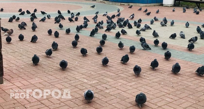 Опасную для человека болезнь нашли у йошкар-олинских голубей