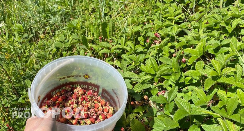 Собирать ягоды будете ведрами: опытные дачники давно знают об этом удобрении