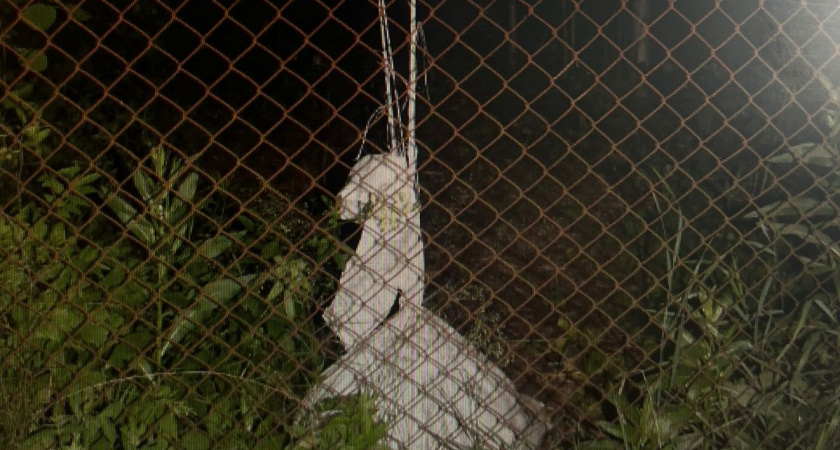 Бывшего работника птицефабрики Медведевского района поймали на воровстве куриц