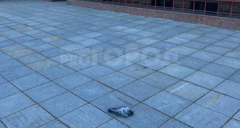 Названа причина массовой гибели голубей в Йошкар-Оле