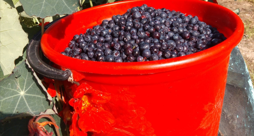 Заоблачные цены устанавливают продавцы на чернику в Марий Эл