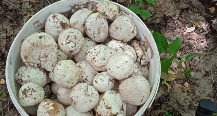 5 тысяч за банку: лечащие все болезни грибы продают в Марий Эл по баснословным ценам