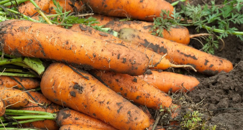Морковь мгновенно пойдёт в рост: в июле полейте грядку таким раствором — первый шаг к богатому урожаю