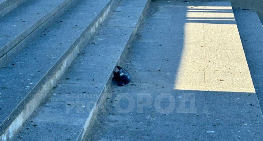 В Йошкар-Оле причиной смерти голубей называют орнитоз, который опасен для человека