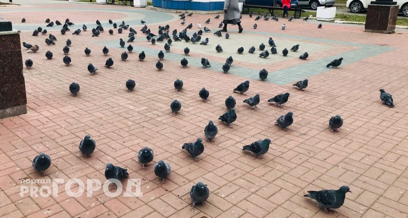 Йошкаролинцев просят не кормить голубей: опасно для здоровья