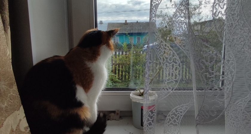 Полное обезвоживание и мучительная смерть: владельцев кошек предупредили о домашнем убийце