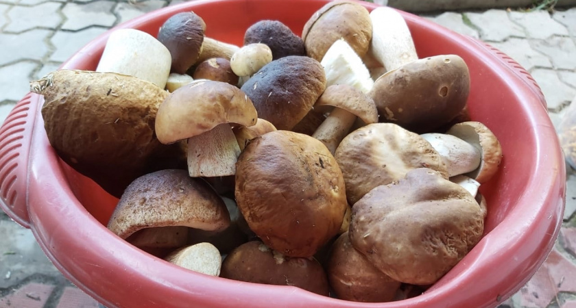 Самые богатые грибами места: можно уйти с набитыми ведрами за 5 минут