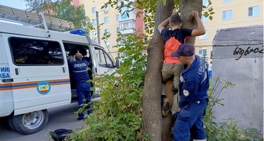 Путешествие по дереву закончилось для маленького йошкаролинца вызовом спасателей