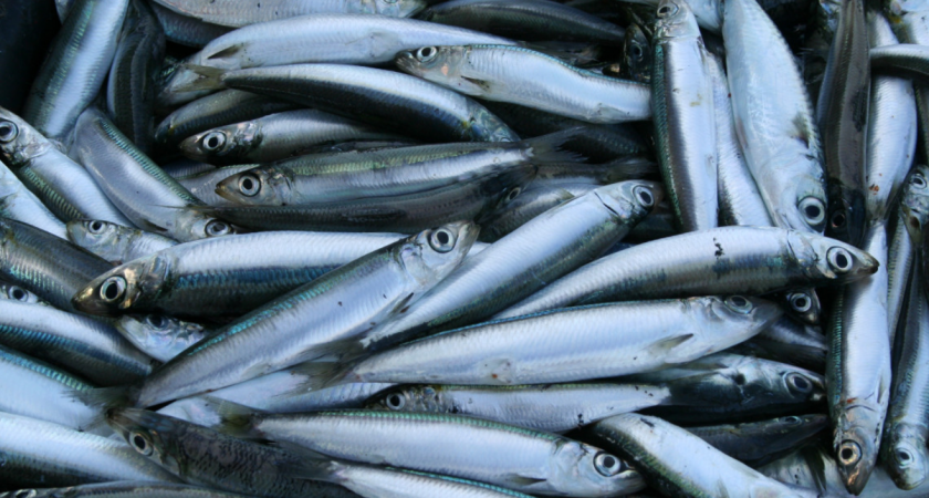 Определена оптимальная для здоровья рыба: употребляйте дважды в неделю, изобилует селеном, фосфором и невероятно аппетитна