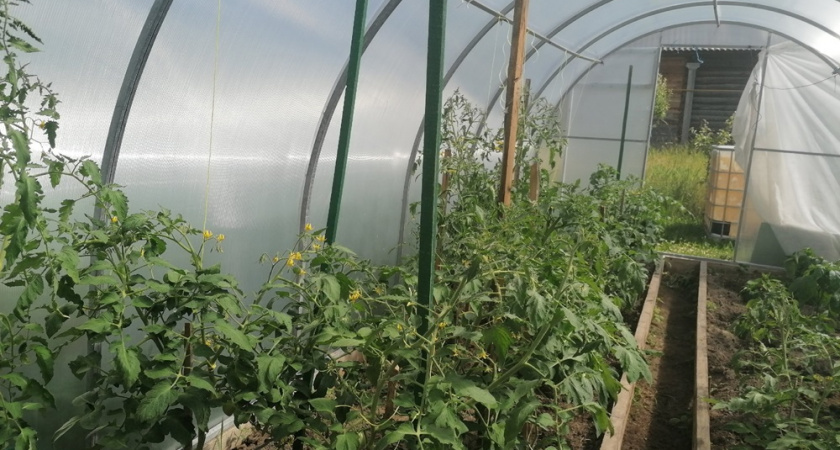 Эффективный сидерат: такой рыхлой почва не будет даже после червей