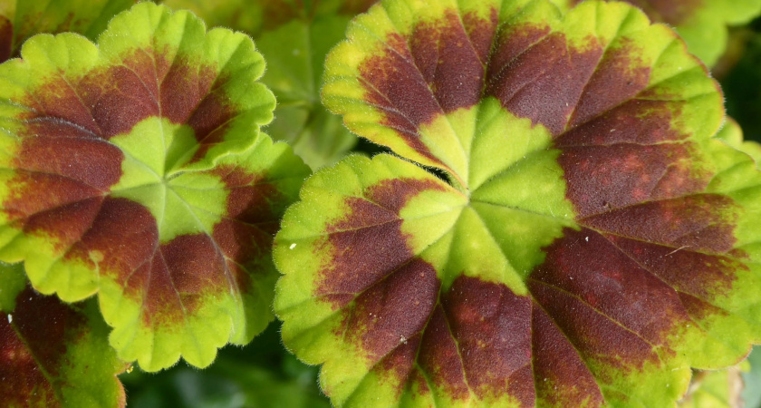 Поместила лист герани под холодильник — и проблем не знаю: вот к чему это привело — все домочадцы вздохнули облегченно