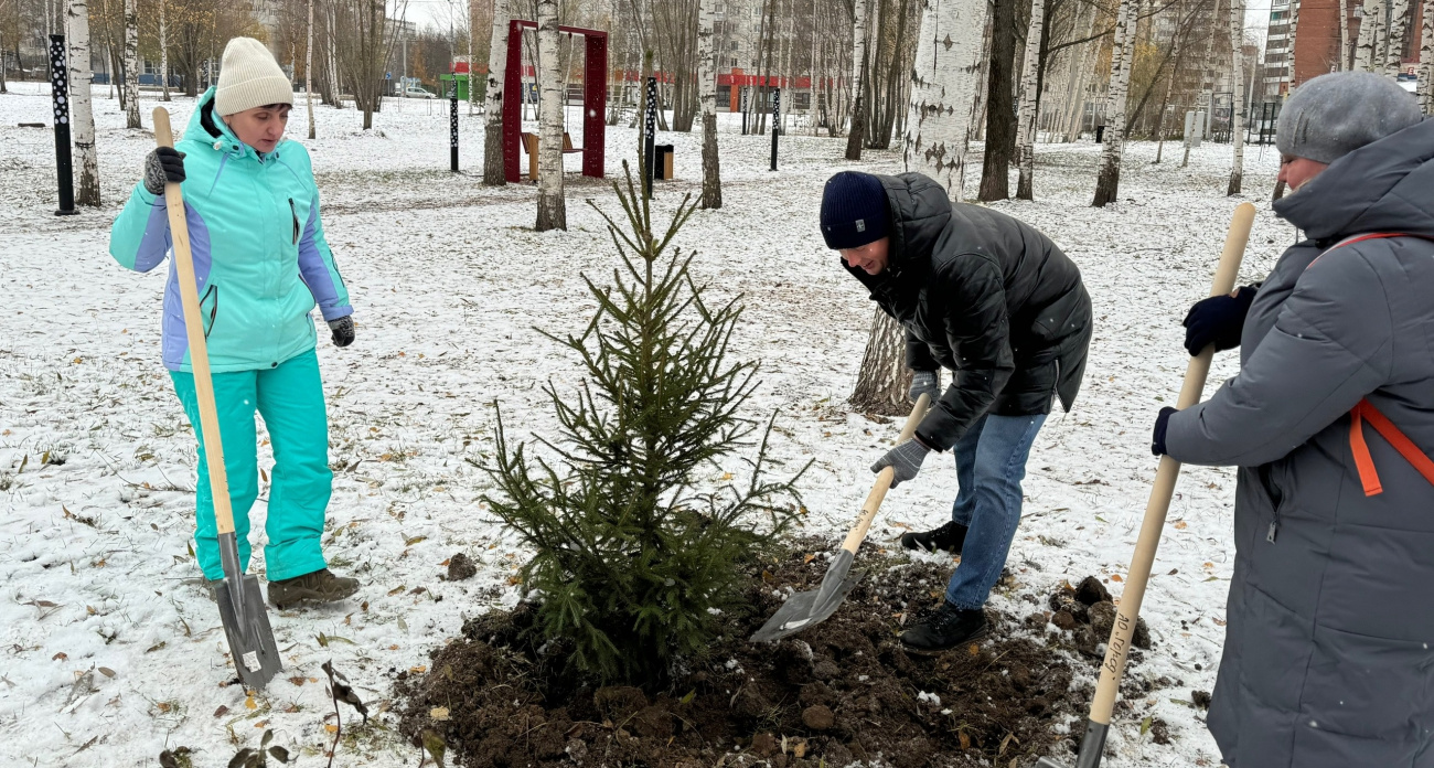 30 новых маленьких елей посадили в Марий парке