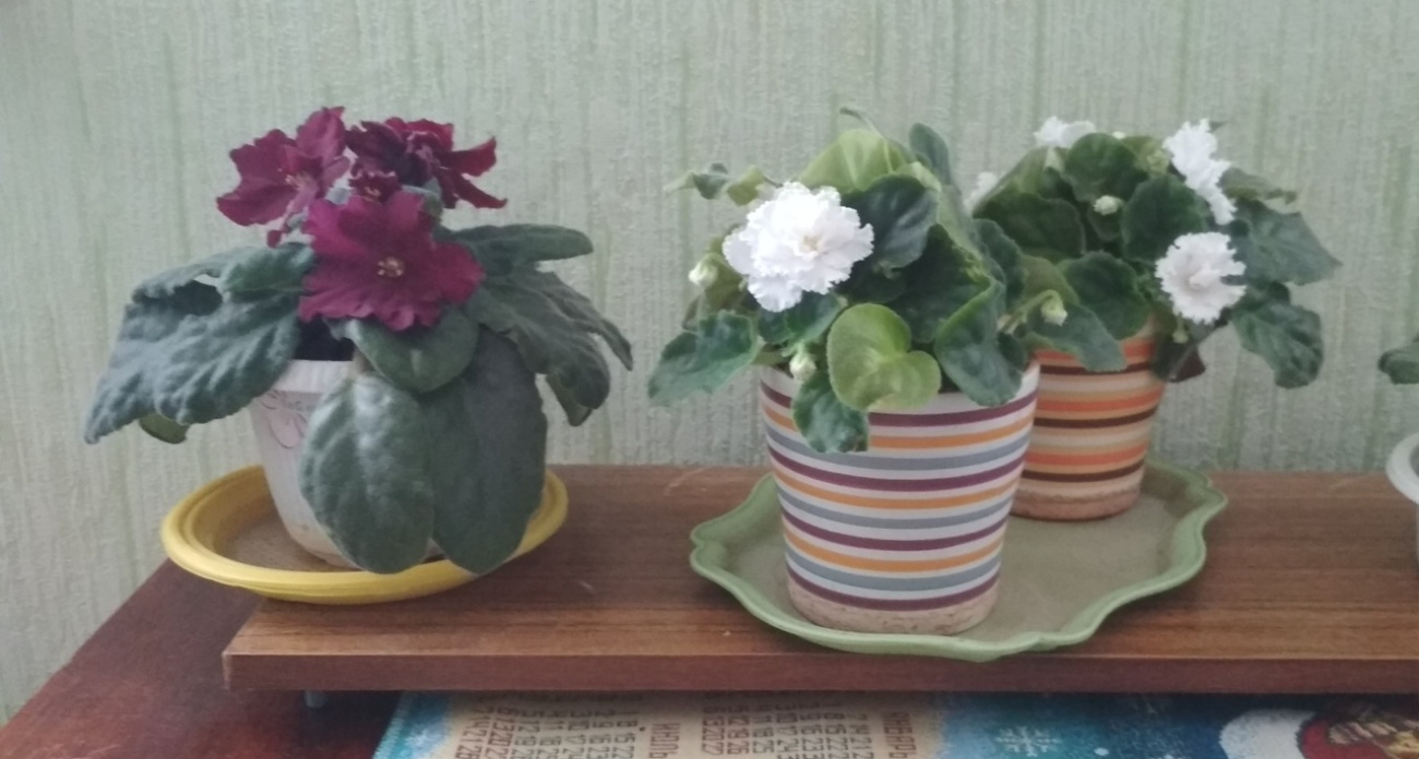 Можно не убираться неделями: комнатные растения, которые поглощают всю пыль и грязь в квартире