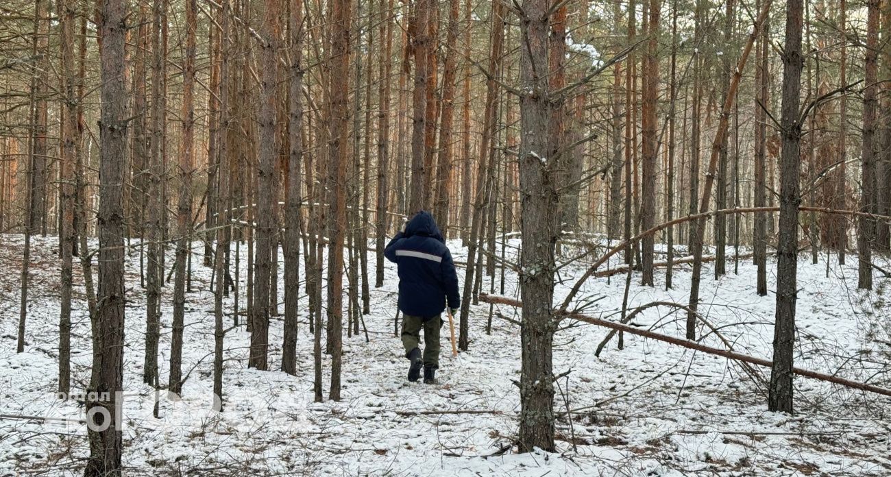 Вальщику леса сорвалась на голову тяжелая ветка: подробности несчастного случая в Марий Эл