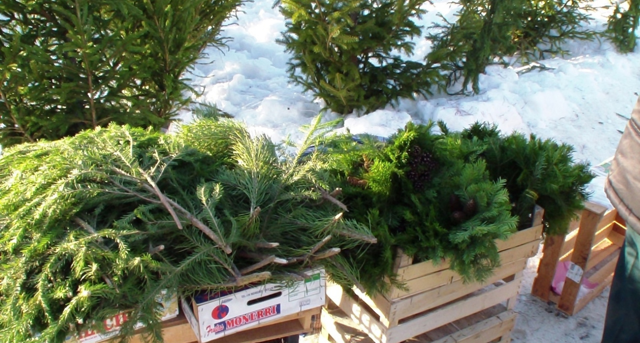 Отстоит два месяца и не осыпется: назван лучший сорт живой ели для дома