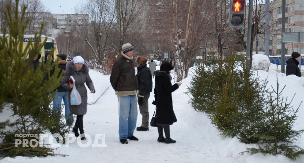 Покупать живые ели в Йошкар-Оле разрешат только в одном месте