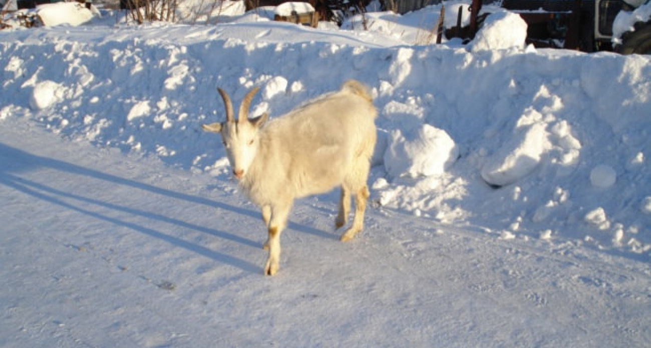 Трех опасных коз ввезли в Звениговский район из Чувашии
