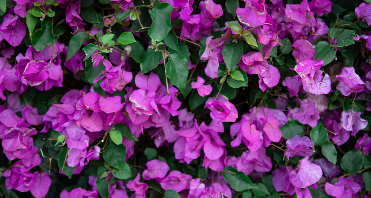 Роскошная петуния: цветастые облака вытекают «пеной» из кашпо