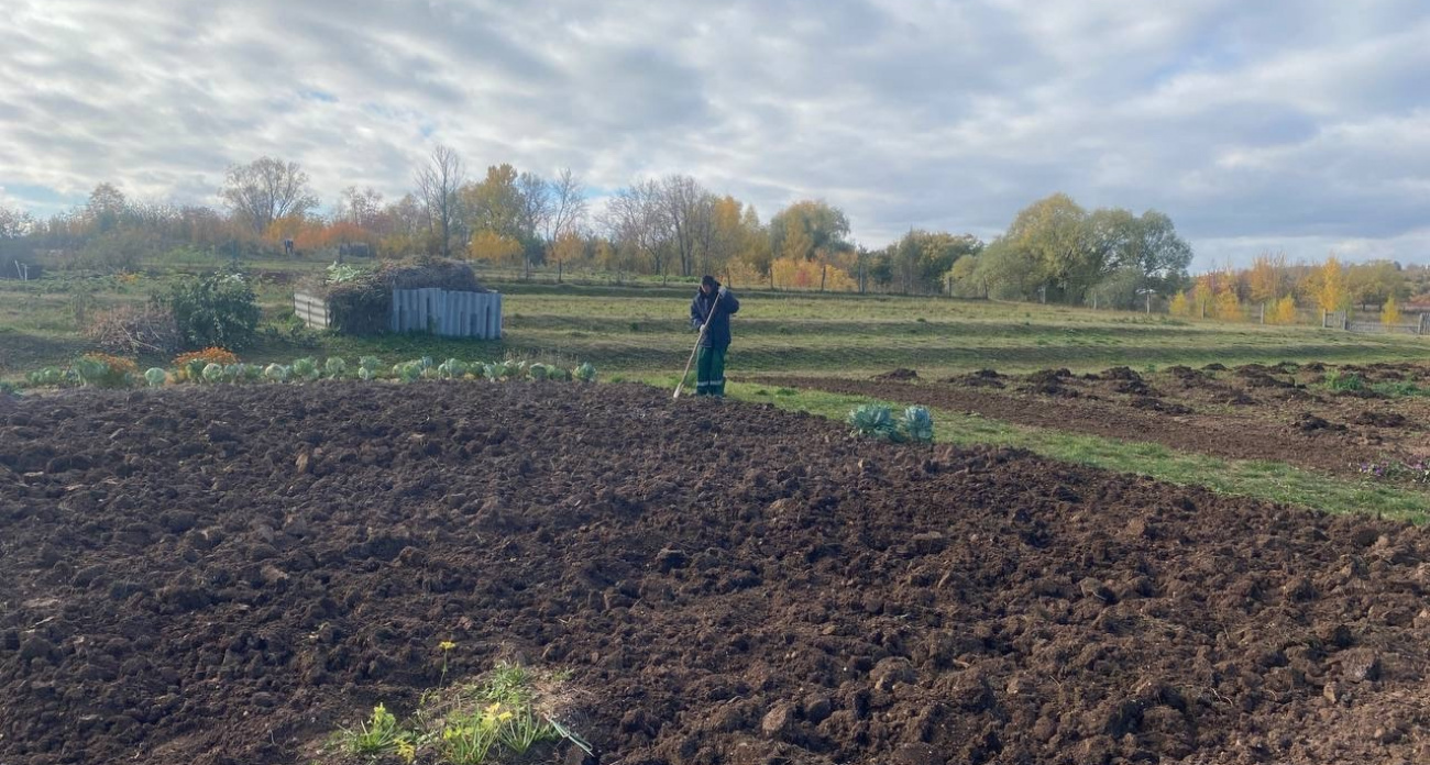 Дачников оставят без второго хлеба: за посадку картофеля на участке будут сурово штрафовать