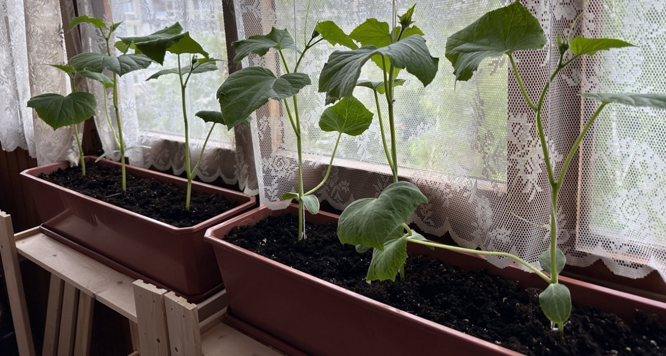 Эффективный секрет с луковой шелухой: бабушка научила делать лучшее удобрение для рассады