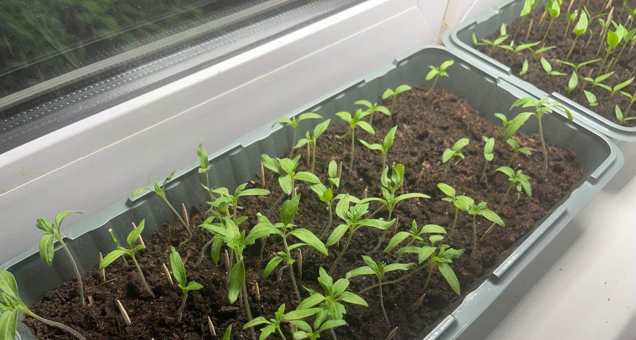 Идеальное время на исходе: вот что сажаем до конца февраля для богатого урожая летом