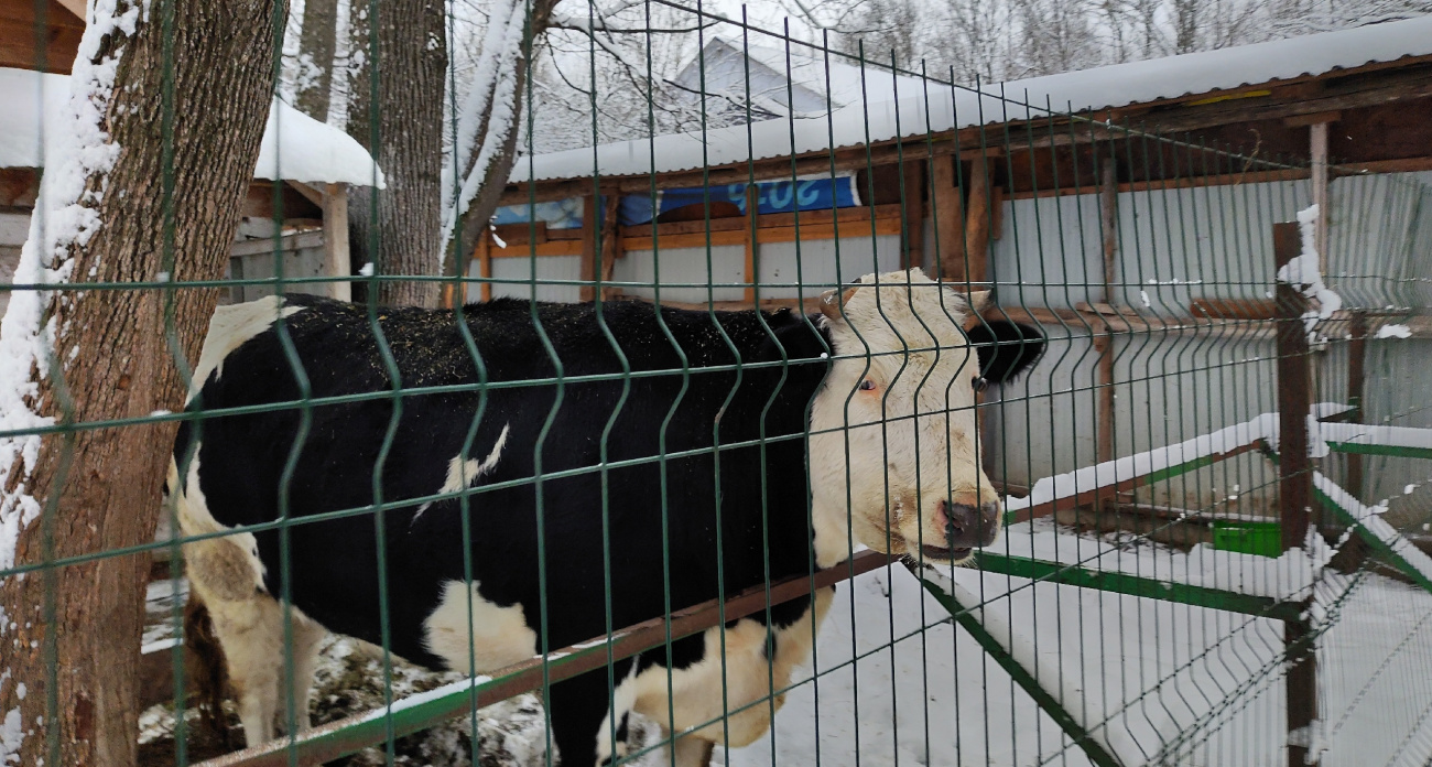 Стадо опасных карантинных коров завезли в Моркинский район