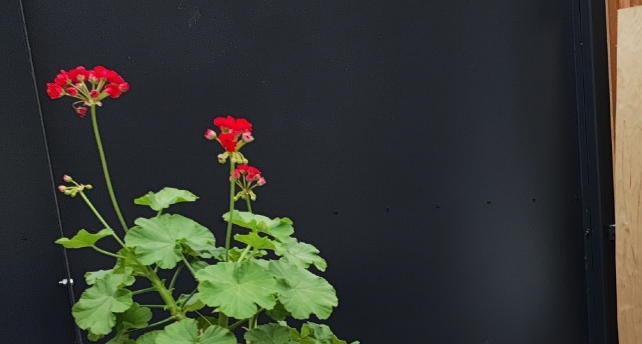 Эффективная щепотку в горшок: цветы герани лезут даже на молодых черенках, а листва не пожелтеет