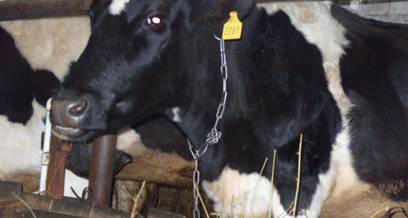 Йошкар-Ола: пропал ребёнок,  миллион просмотров блогера.  Главные новости за 26 февраля