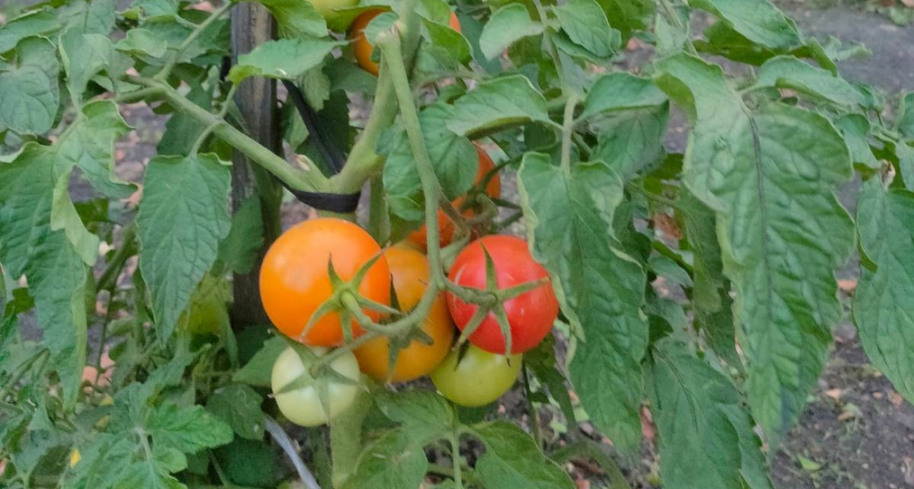Обильный урожай томатов по хитрой «схеме фермера»: высаживаю по 2 куста рассады в лунку и получаю «помидорный взрыв»