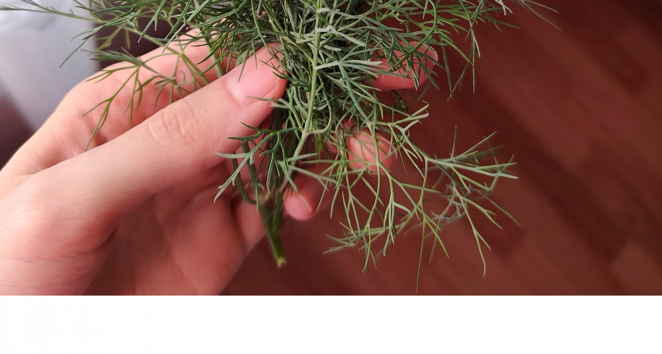 Вопрос закрыт: стало ясно, нужно ли мыть укроп или петрушку перед готовкой