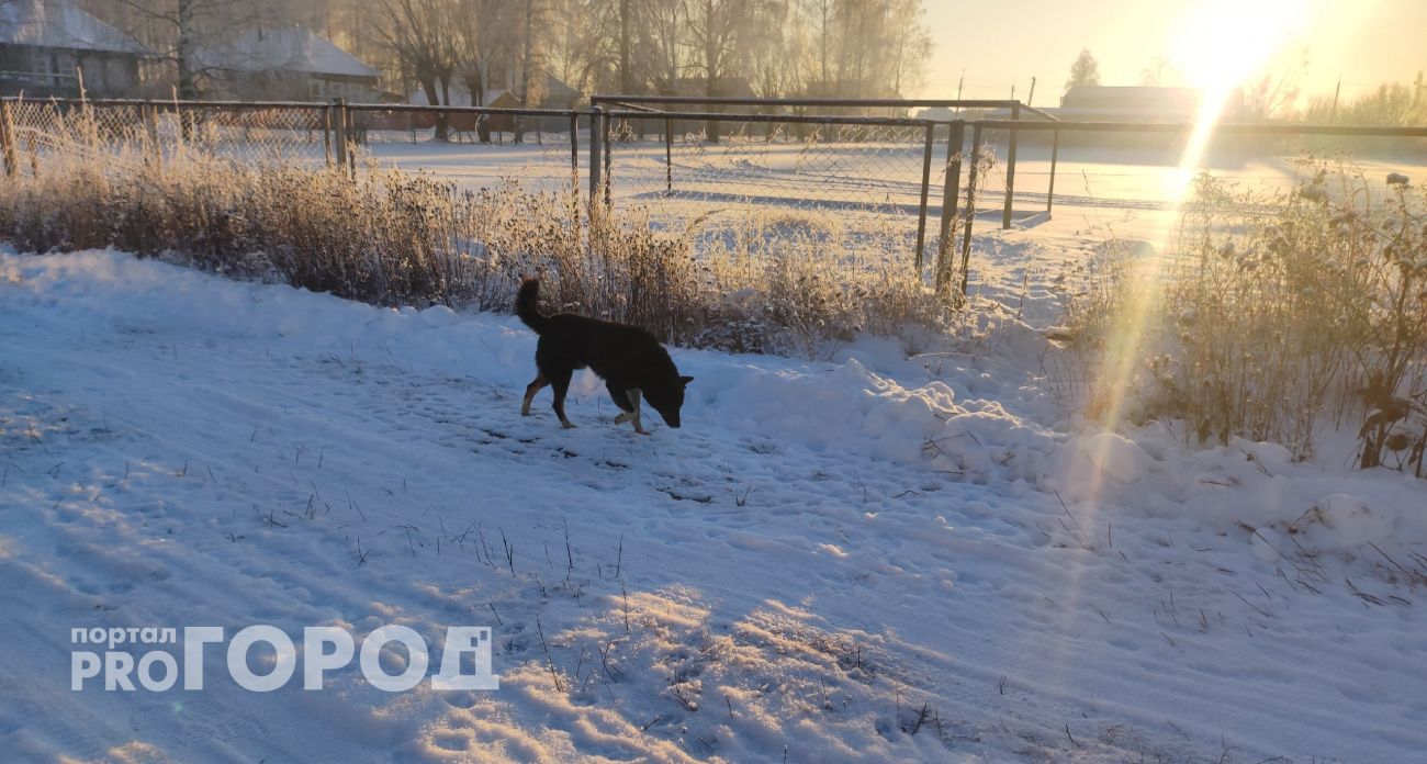 За нападение разъяренной собаки 12-летняя девочка из Советского района получит 50 тысяч 