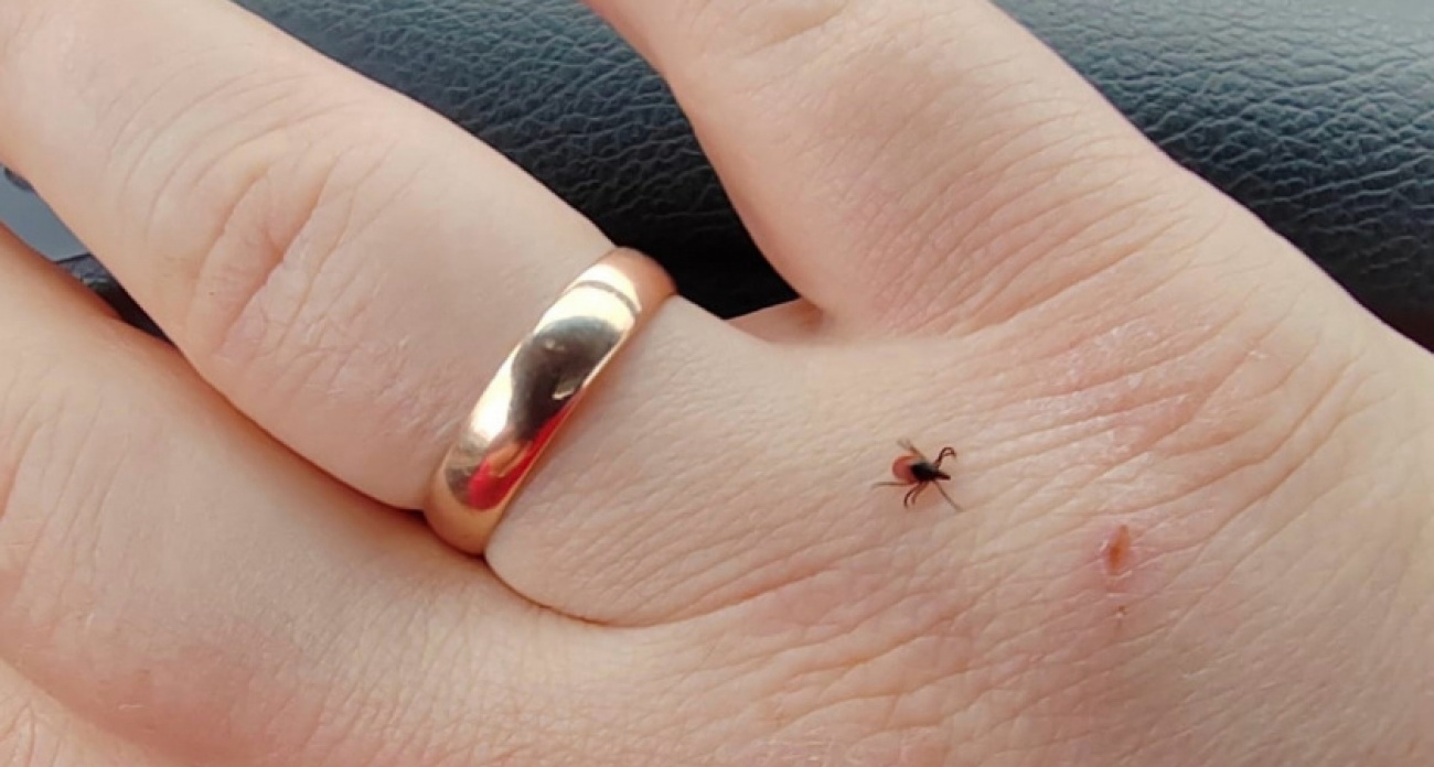 Эффективная защита от клещей: половина чайной ложки в воду, и паразиты будут обходить вас стороной