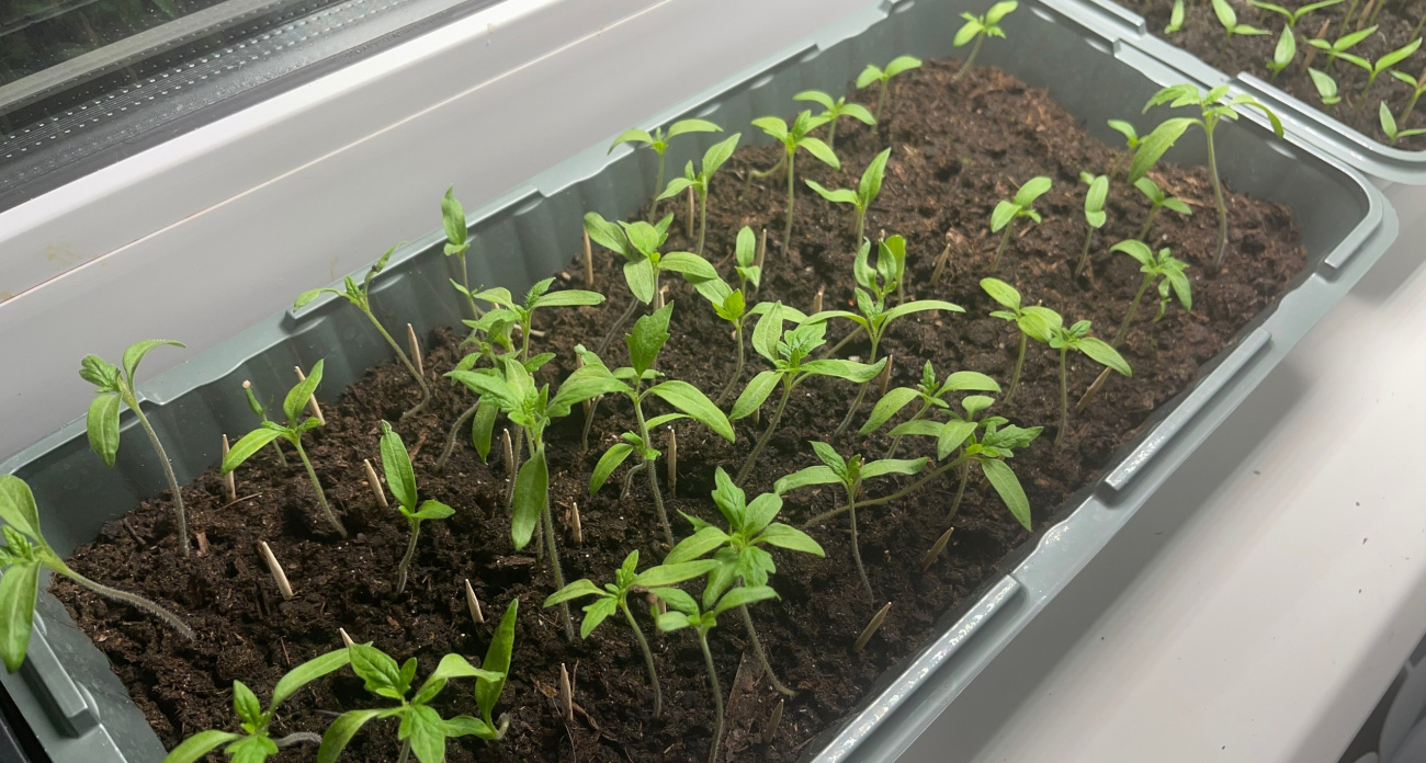 Самые благоприятные дни - когда сеять томаты на рассаду в 2025 году