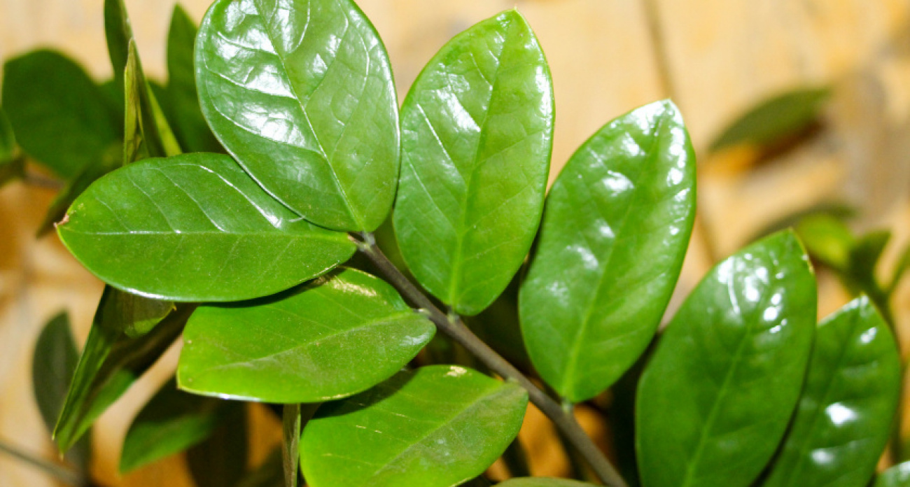 1 гр на 5 литров – и роскошное дерево будет радовать новым листом каждую неделю: мартовская хитрость для замиокулькаc