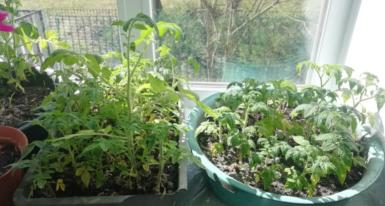 Точные дни посева рассады в марте 2025 года – самые благоприятные дни