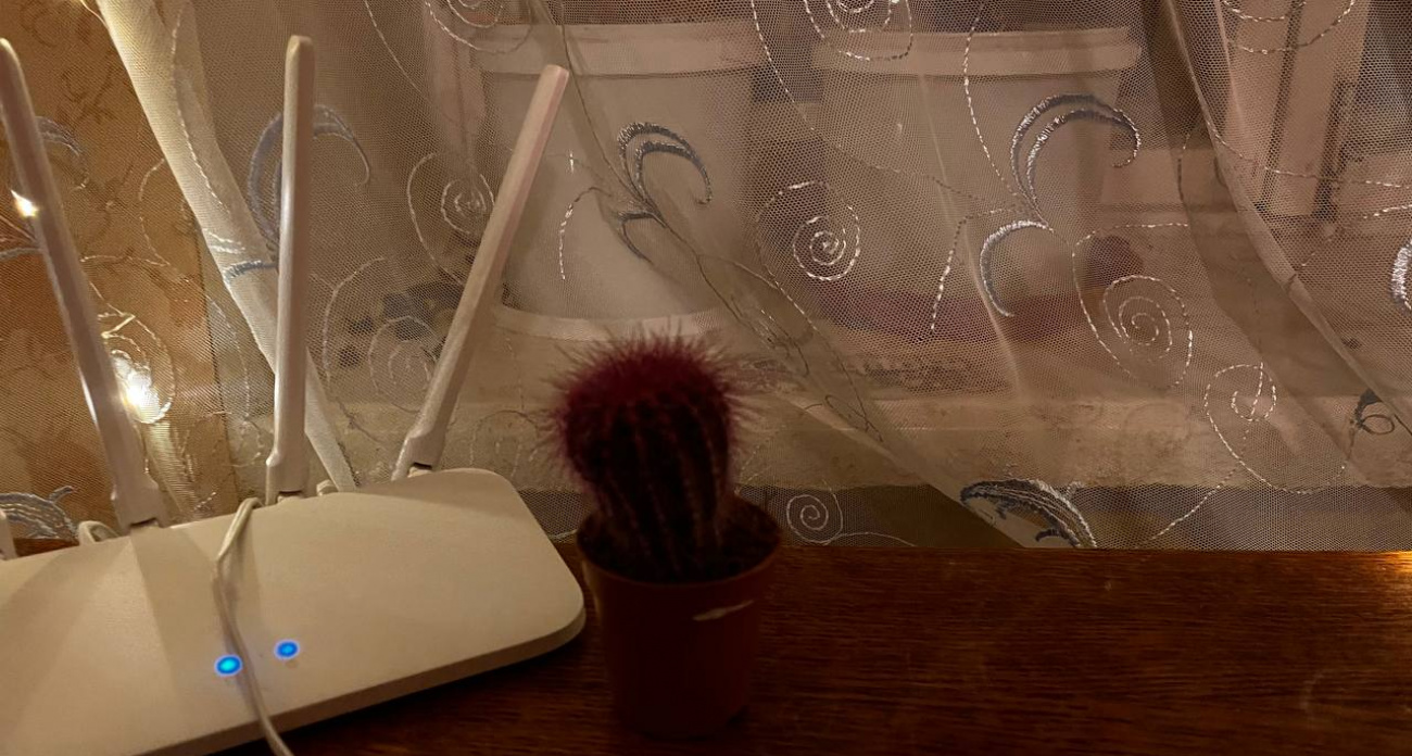 Сажать будут даже за кактус дома: россиянам запретили держать дома ряд растений