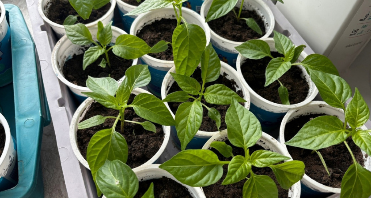 Простой способ: крошу таблетку в воду и поливаю - мощная рассада лезет щеткой