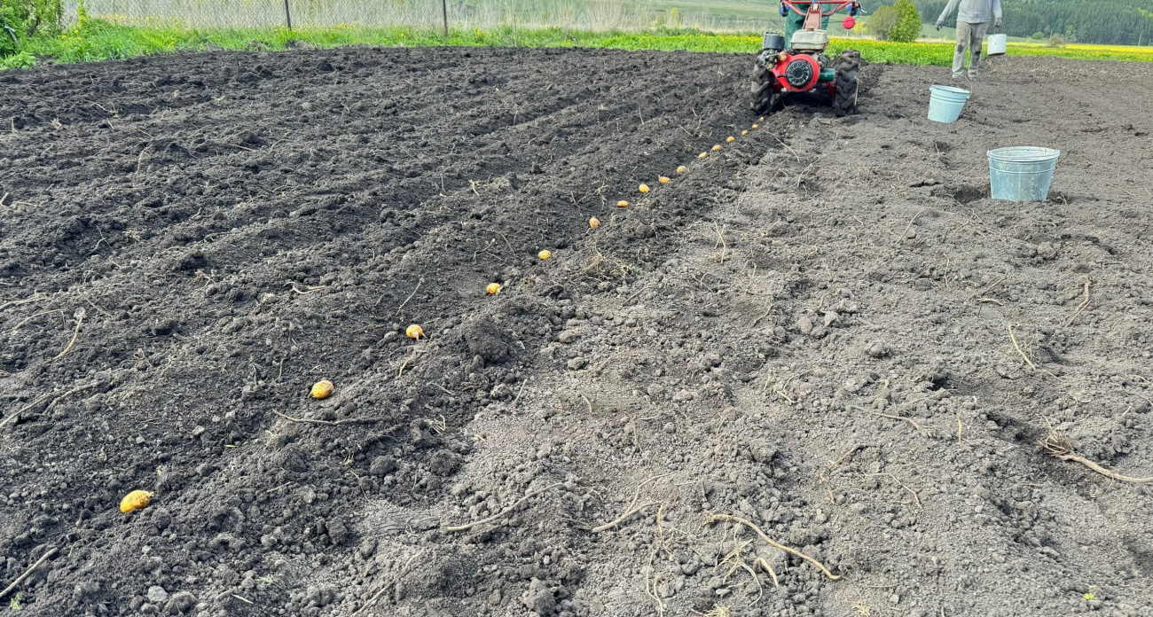 Россиян лишили второго хлеба: теперь высадка картошки обрекает на бесщадный штраф