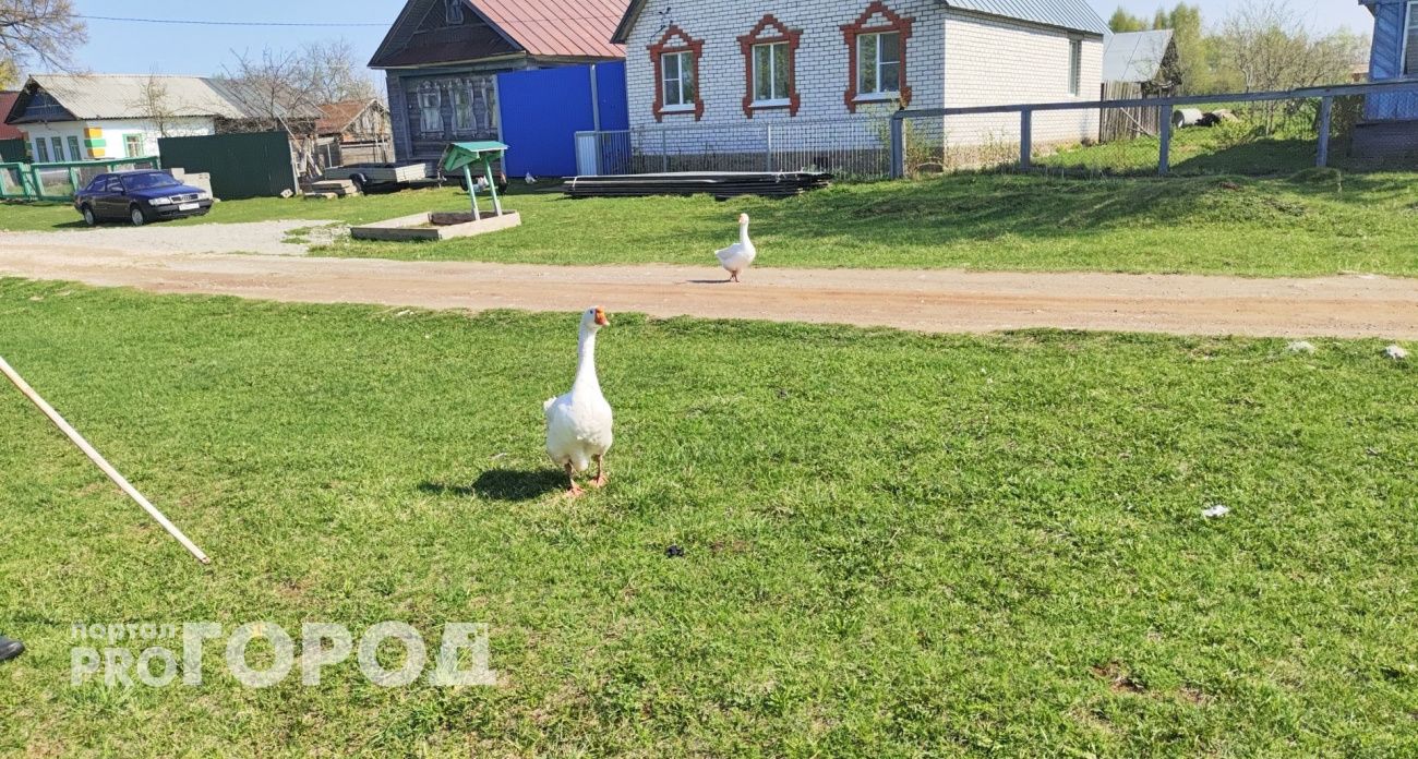 Гуся из Нидерландов нашли в Оршанском районе