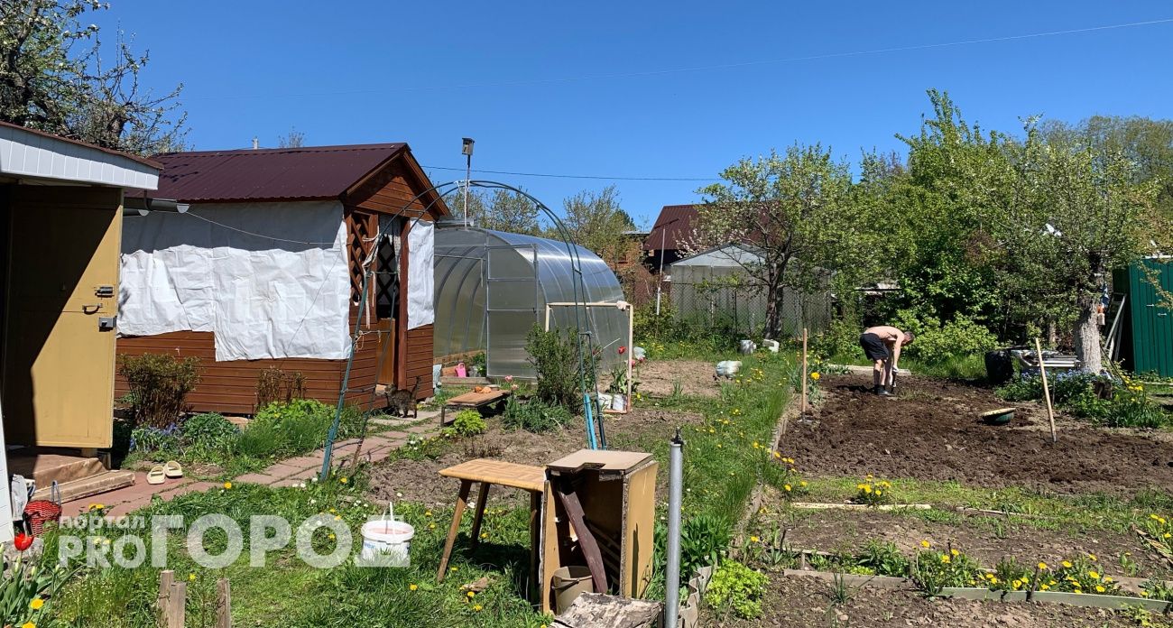 Овощи вырастут крупные и вкусные, если посадить их в эти дни: лунный календарь для дачников на май