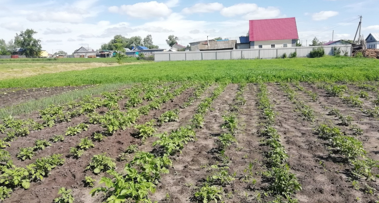 Проволочники и жуки забудут дорогу на ваши грядки: рассыпьте это копеечное средство на картошку после посадки