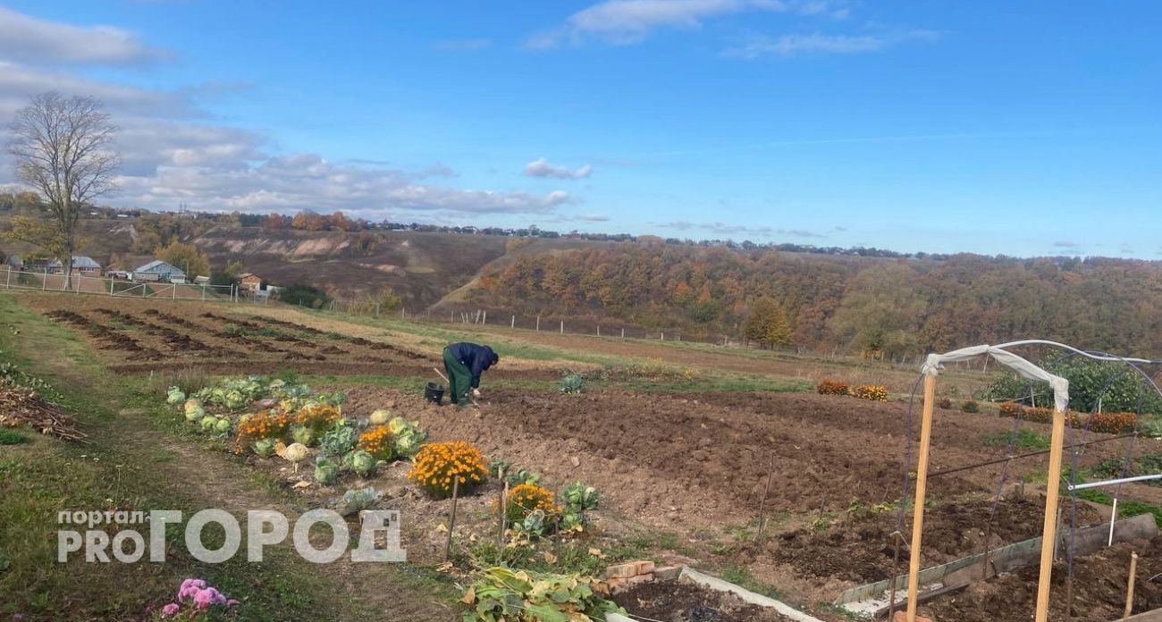 Пластиковые бутылки не выкидываю: приспособила на участке для полива и защиты и бед не знаю