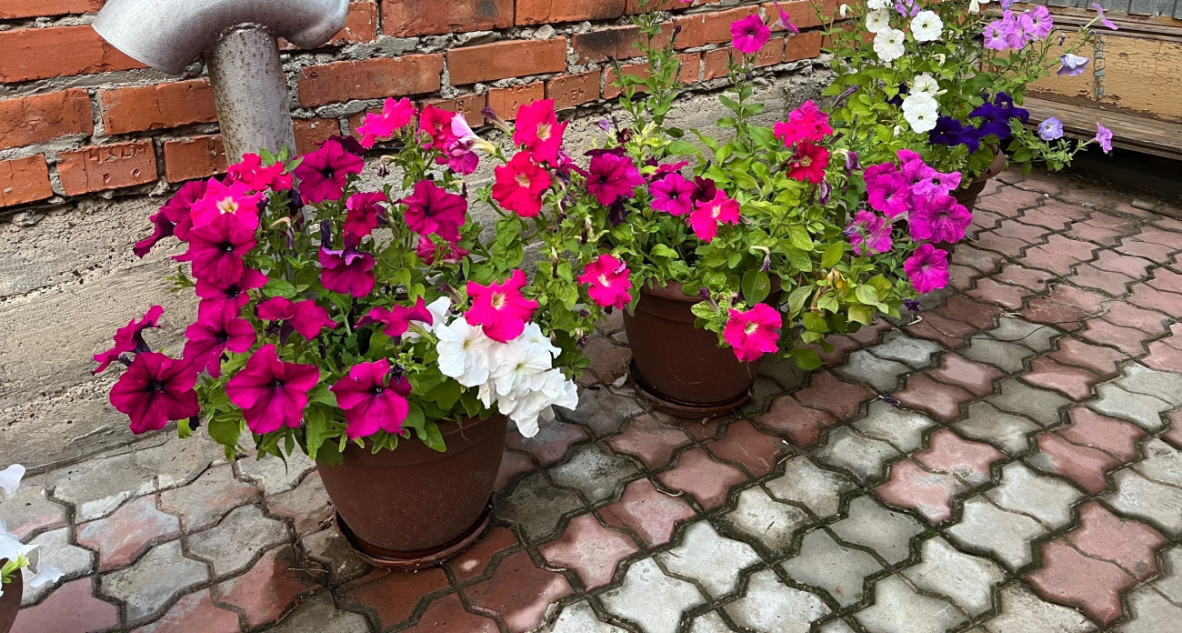 Надоедливый мох больше не проступит на дорожке: рассыпьте это копеечное средство и забудьте