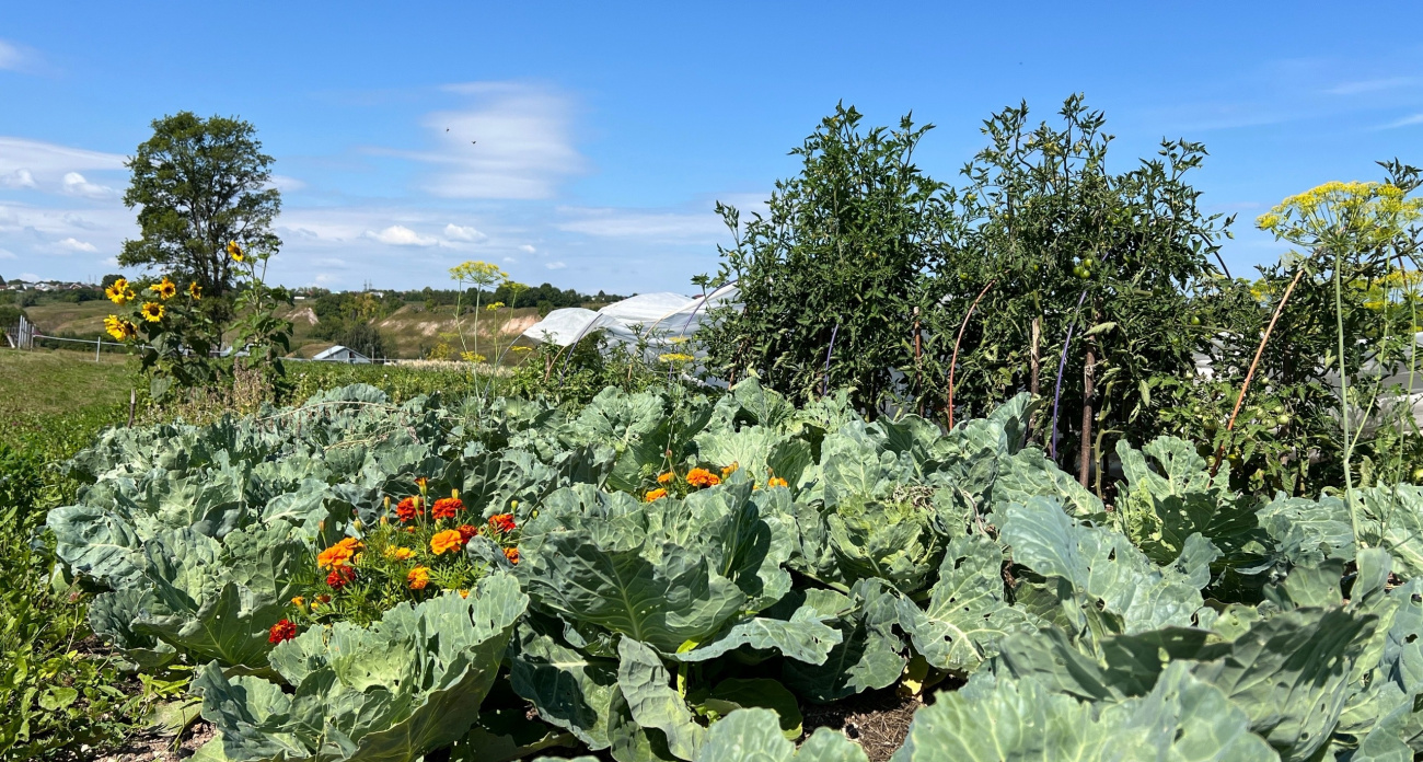 С 5 мая высадка этих растений на даче полностью запрещена: россиян ошарашили новым законом