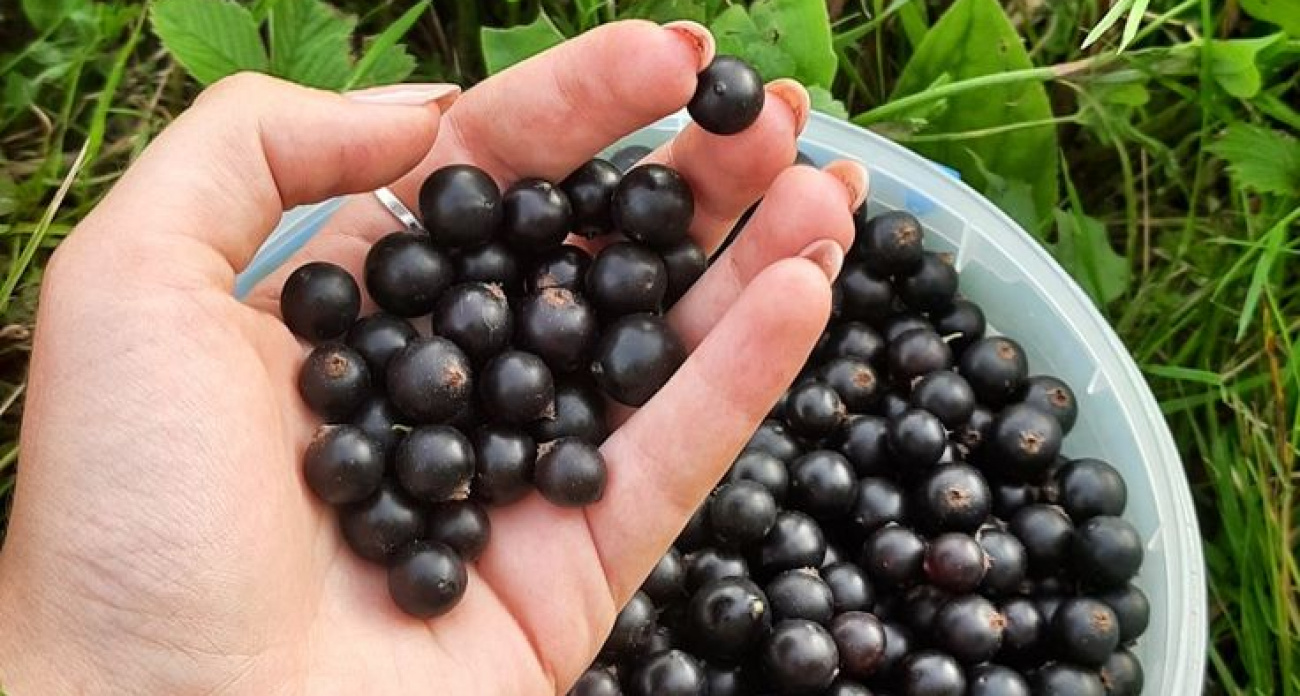 По стакану ягод с грозди: делаю эти пять вещей со смородиной в мае - урожай хоть на продажу