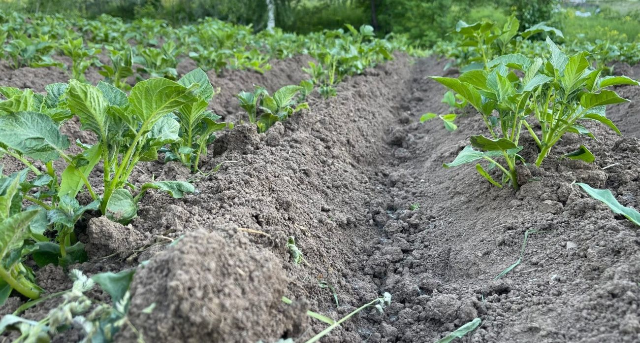 Колорадские бегут с картошки от запаха этого растения: многие считают сорняком и вырывают